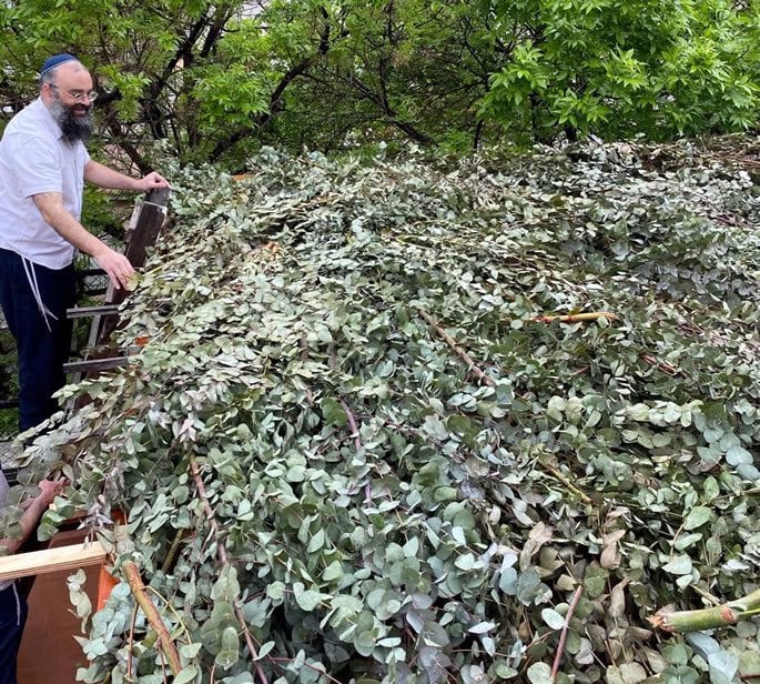 A Eucalyptus-covered sukkah in Argentina.